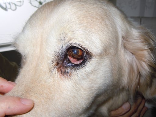 Hundekrankheiten Lexikon Horner Syndrom
