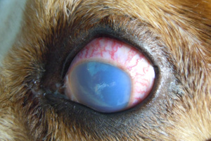 stær (Glaukom) - Dyrenes Læge og